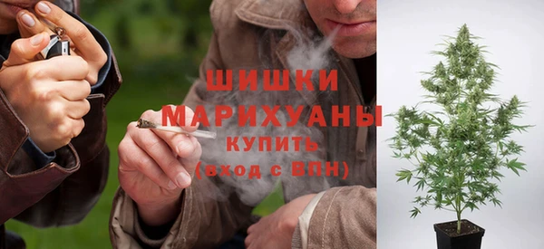 прущие грибы Бородино